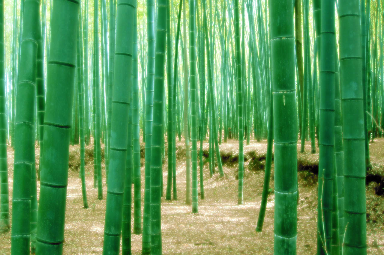 整備された竹林