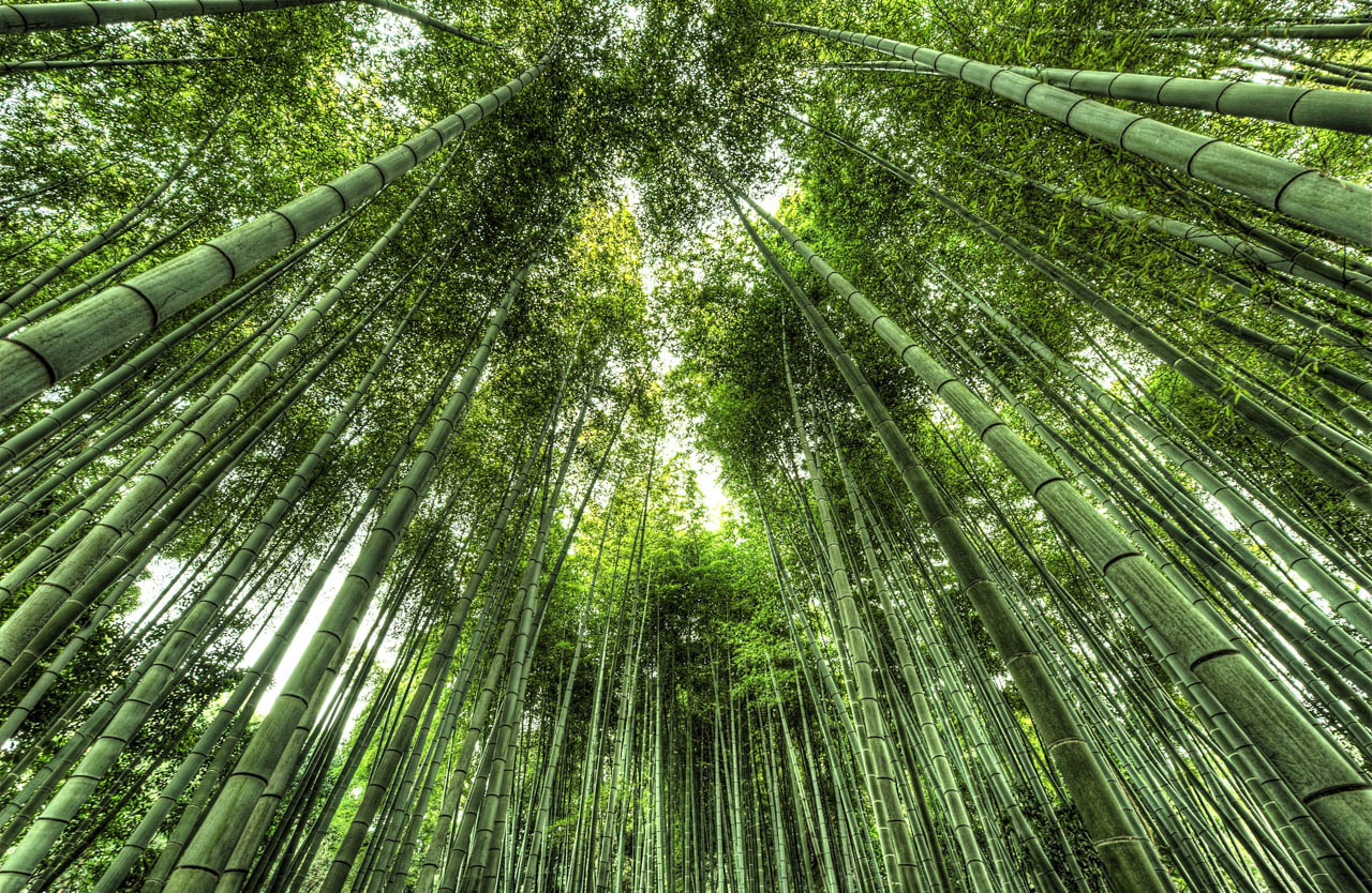 竹林の風景